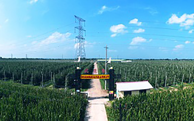 靈臺(tái)優(yōu)德隆農(nóng)業(yè)公司1300畝果園安防監(jiān)控、網(wǎng)絡(luò)機(jī)房案例